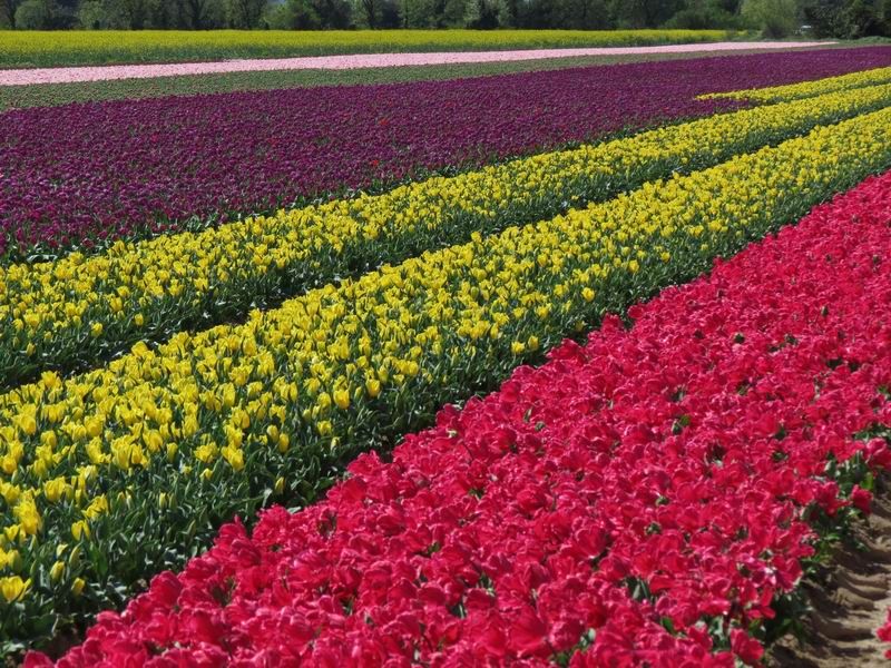 Champ de tulipes Jonquières (84)